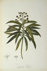 Euphorbia Mellifera, de `Le Jardin de la Malmaison